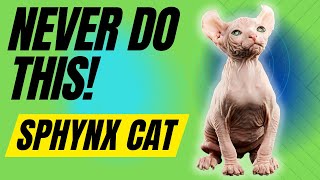 6 Things You Must Never Do With Your Sphynx Cat