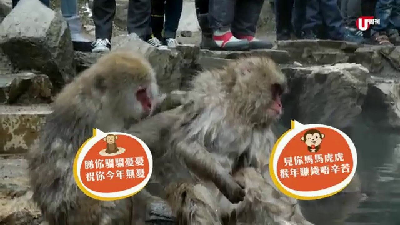馬騮仔梳乎浸溫泉🐒 - YouTube