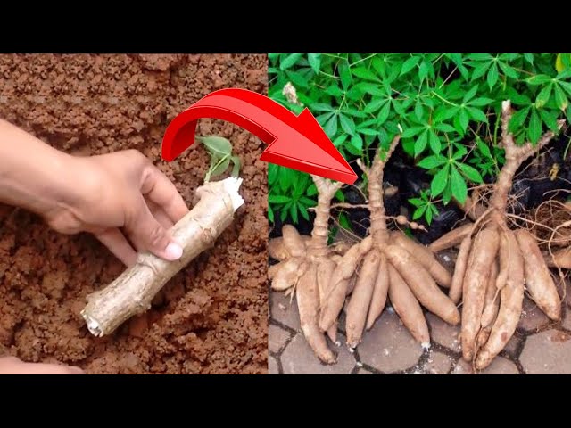 How to Plant Cassava Easy and Fast class=