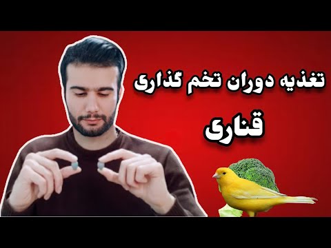 تصویری: چگونه می توان اضطراب را در سگ ها کاهش داد: 14 قدم