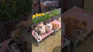 튤립꽃밭앞에서 사진찍는 장모치와와 #장모치와와 #chihuahua #tv동물농장 #다견가정