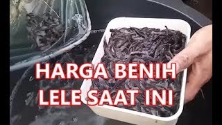 HARGA BENIH LELE ukuran 3-4 5-6 7-8 di CARA BUDIDAYA LELE KOLAM BETON
