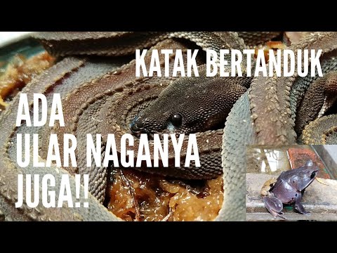 KATAK TANDUK ATAU ASIAN HORNED FROG | MEGOPHRYS MONTANA