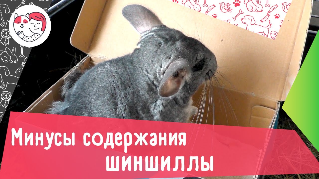 Минусы содержания шиншилл в квартире. Домик для шиншиллы. Минусы шиншилл. Минусы содержания шиншилл в квартире. Шиншилла домашняя.