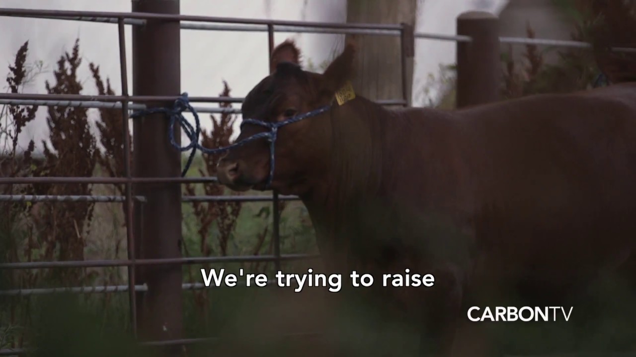 Raising Kids, Corn & Cattle I Growing Season: Legacy