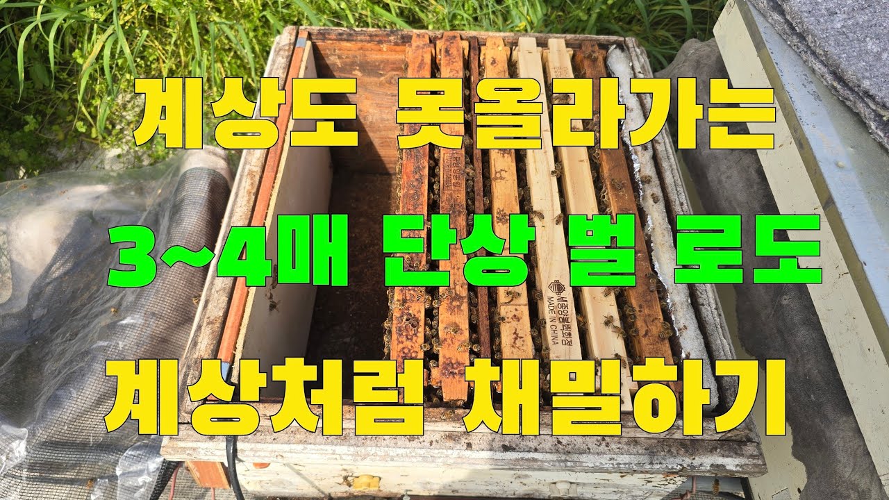 계상도 못올라가는 3~4매 단상벌로도 계상처럼 채밀하기