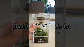 Jumping Spider Enclosure Upgrade For Momo