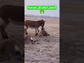 شاهد أغرب ما سجلته الكاميرات حمار يلقن ضبعا درسا لن ينساه 