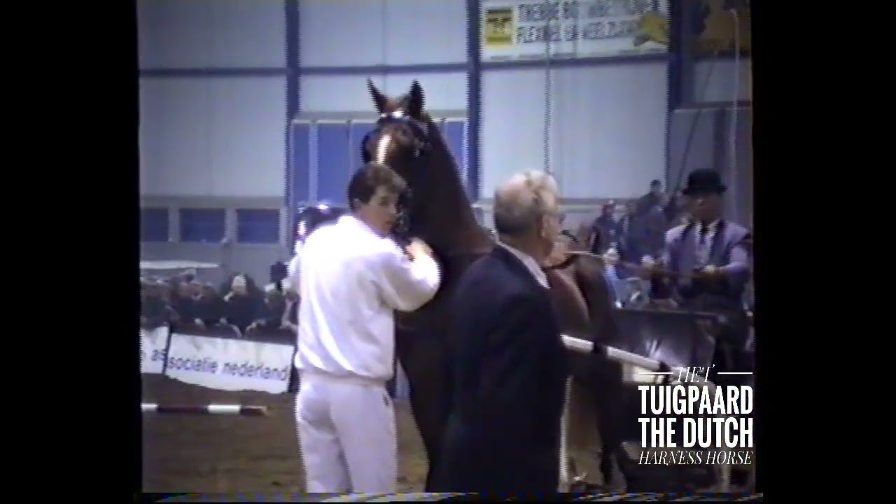 1996 Hengstenkeuring Zwolle - Goedgekeurde hengsten in tuig