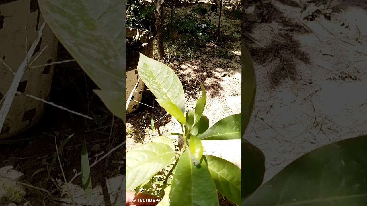 avacado plant protection in summer