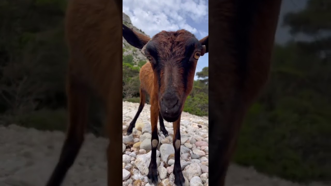 Hay cabras en la playa de españa😳 #playa #españa