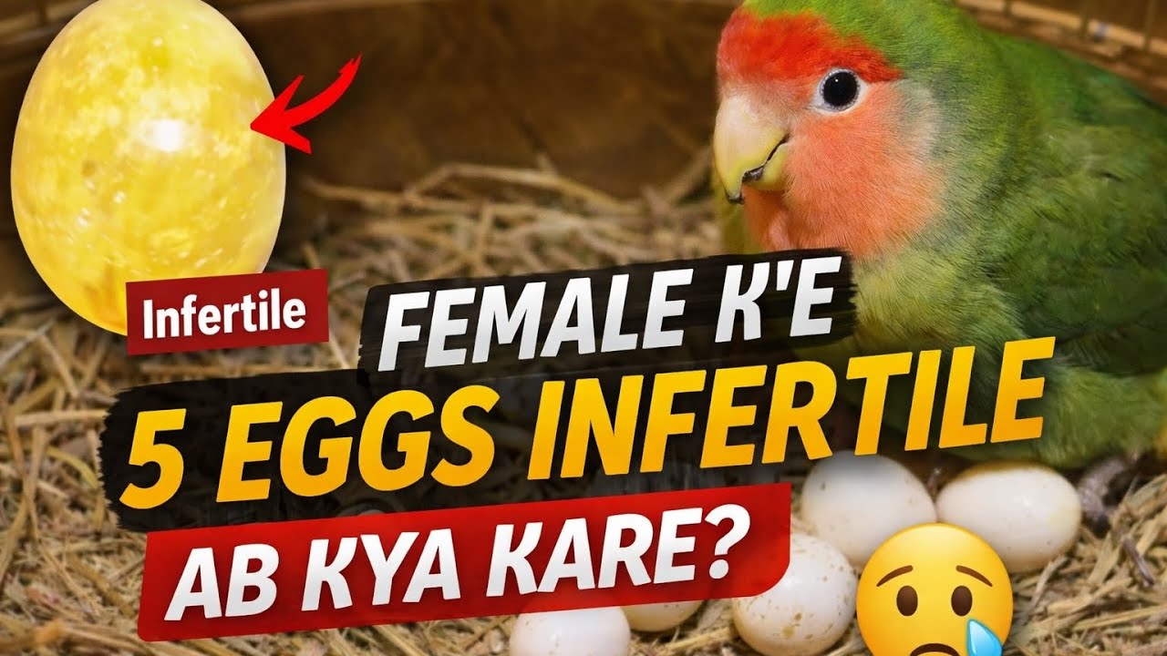 Budgie Female Ke 5 Eggs Infertile 😢 | 23 Din Baad Bhi Hatch Nahi Hua | Ab Kya Kare |