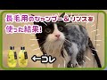 長毛用のシャンプー＆リンスを使ってお風呂に入る猫|ノルウェージャンフォレストキャット