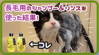 長毛用のシャンプー＆リンスを使ってお風呂に入る猫|ノルウェージャンフォレストキャット