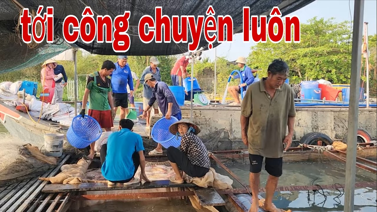 Dở Khóc Dở Cười Khi Sư Mẫu Miền Tây Xuất Bè Cá Diêu Hồng # SĂN BẮT ĐỒNG THÁP #