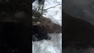 NH moose rescue