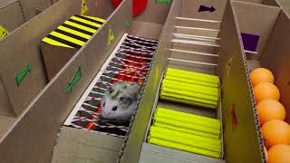 Hamster Fort Boyard Scorpion Maze With Traps