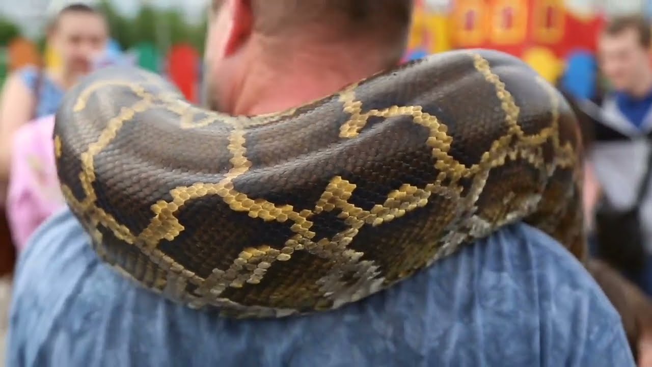 Large snake wrapped around a man's shoulders 
