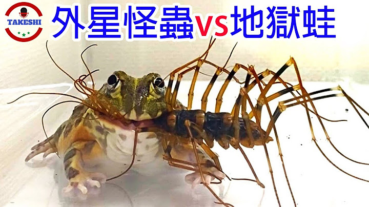 [生物放大鏡]破青蛙"菊花"而逃的神祕生物 | 連外星怪蟲都不放過的地獄青蛙 | 青蛙吃播科普首集 - 天天要聞