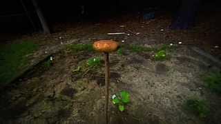 Exploding Potato