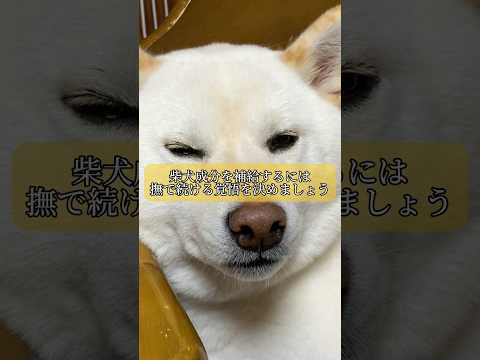 柴犬成分を補給する為に必要な対価とは…。　#shorts #柴犬 #犬 #dog