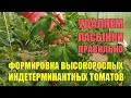 Формирование и правильная подкормка высокорослых томатов в теплице