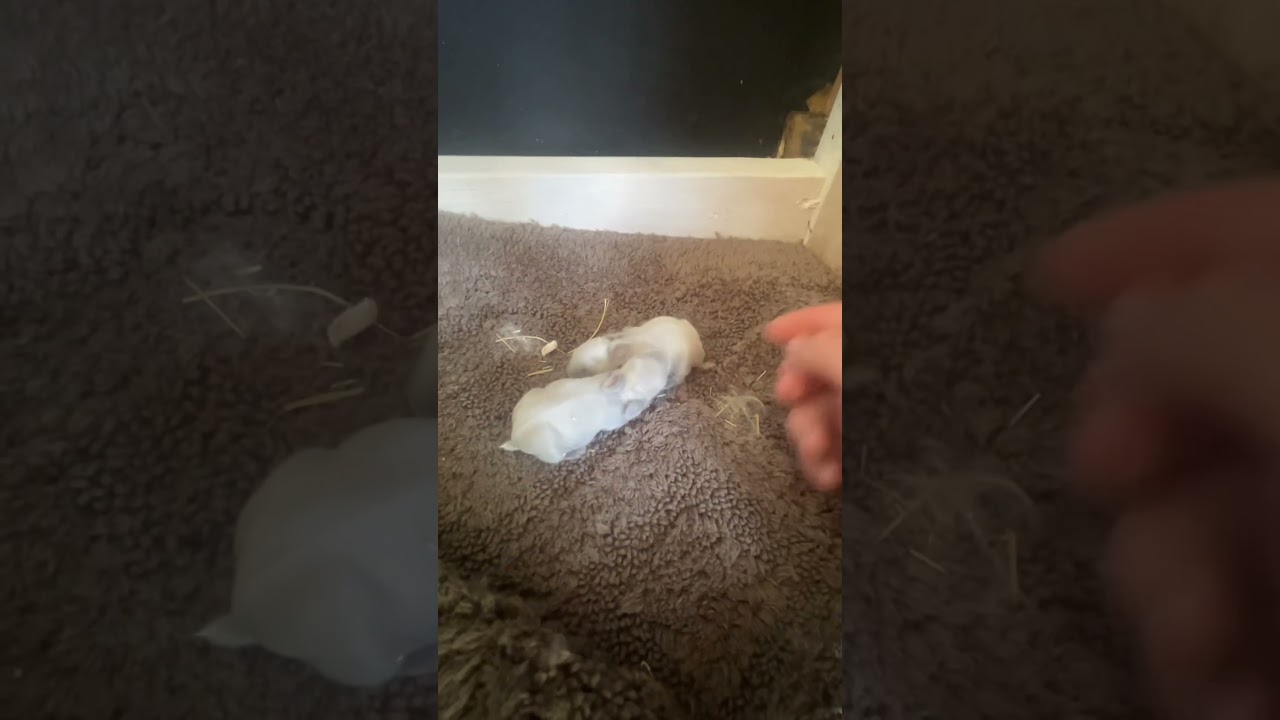 Guess what color these baby’s will be