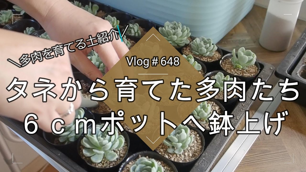 Vlog648】【多肉植物】多肉を育てる土紹介🌱タネから育てた多肉たちを