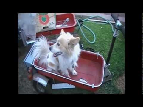 diy large dog stroller