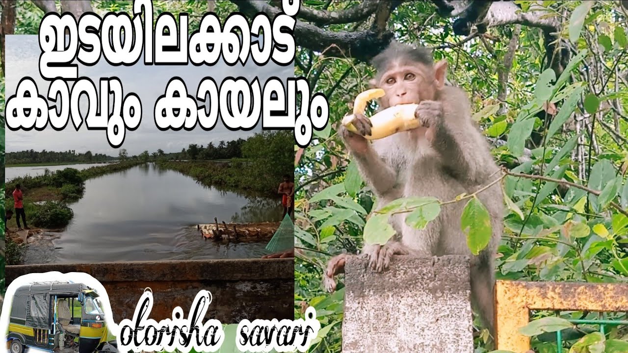 valiyaparamba backwater & edayilakkad island /tourist destination in