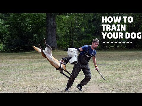 how-to-train-your-dog-protection.-dogs-in-action.schutzhund-seminar-in-portugal-/viorel-scinteie-!!!