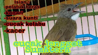 cucak jenggot gacor full isian