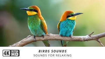 Bird Songs - 8 HOURS of Birds Singing in the Forest - Nature Relaxation Video in 4K Ultra HD