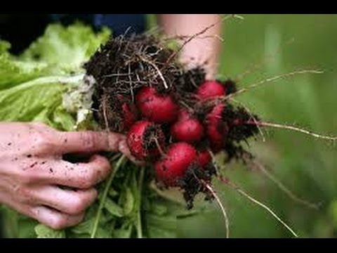 Como colher e replantar rabanete