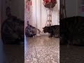 كلي يا حبيبتي