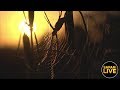 safariLIVE - Sunrise Safari - February 11, 2019