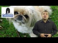 Discover 6 Signs That Tell You If Your Pekingese Dog Is Happy - Make Your Pekingese Dog Happier!