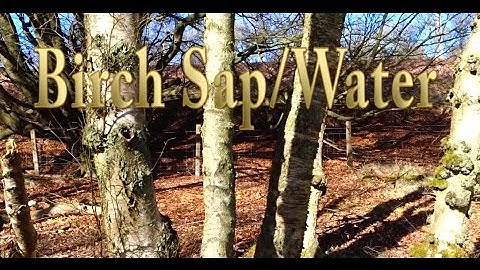 Tapping Birch Sap (Without Fancy Tools)