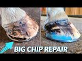 HUGE HOLE in Hoof REPAIRED | Horse RIPS OFF his shoe | Farrier Restoration