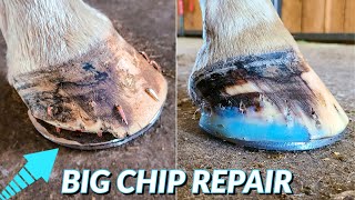 HORSE HOOF REPAIRED | Horse RIPS OFF his shoe | Hoof Restoration