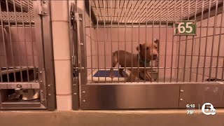 26 dogs in 2 days: Cuyahoga County Animal Shelter at critical capacity