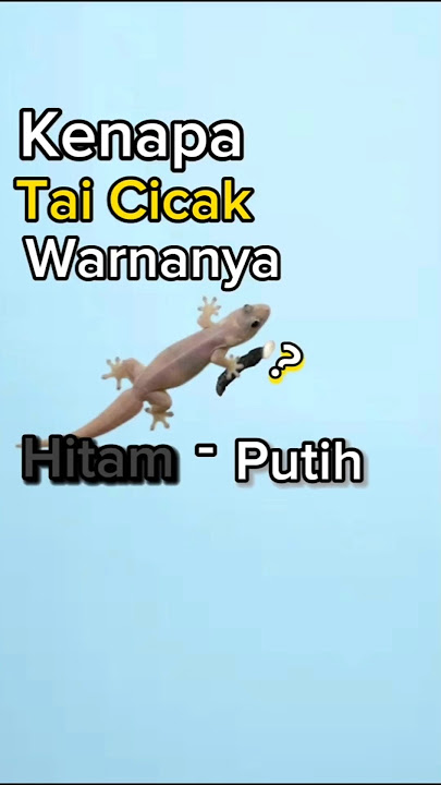 Why are the tips of gecko droppings white?🤔🦎