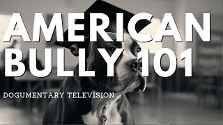 AMERICAN BULLY DOGS 101