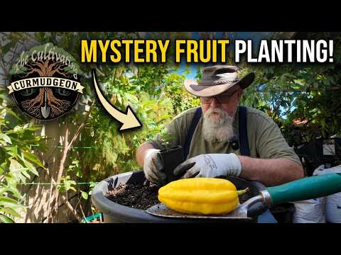 Video Rare Banana Pitanga fruit tree planting in pots