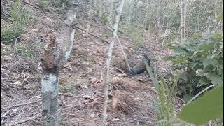 masteran pikat ayam hutan hijau#birds #nature #wildlife #suarapikatayamhutanhijau #animals #hunting