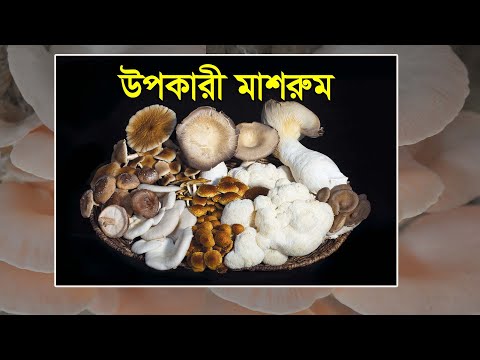 ভিডিও: মাশরুম সহ স্প্যানিশ টর্টিলা