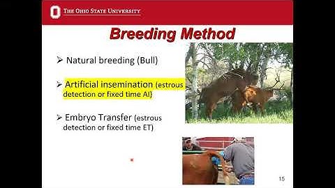 Managing the Breeding Season and Reproductive Performance of the Beef Herd