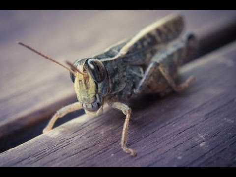 تفسير رؤية الجراد في المنام