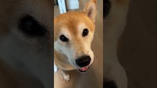Shiba Raised By Cats Forgets How to Communicate Like a Dog