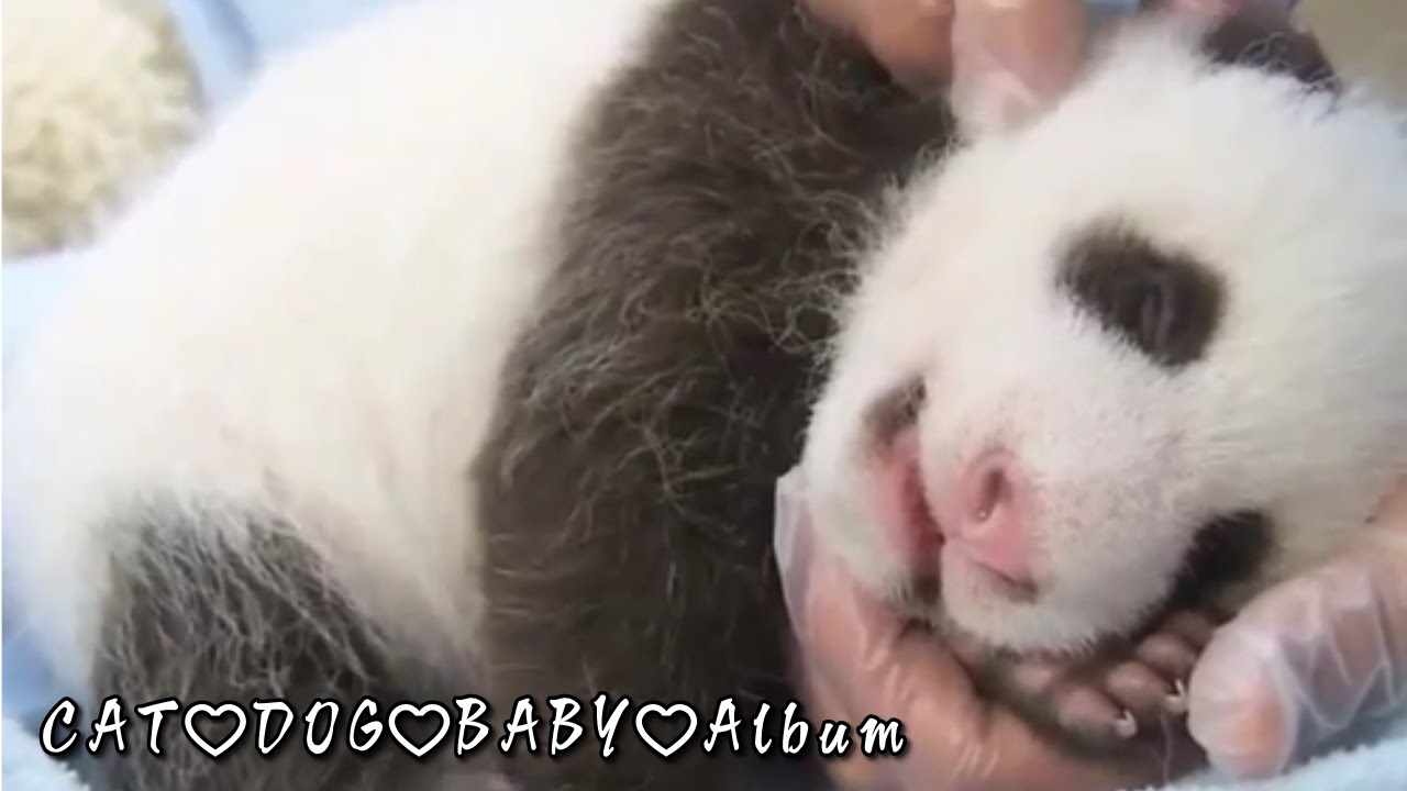 動物の赤ちゃん 可愛いもふもふパンダの赤ちゃん激カワ動画集 Youtube